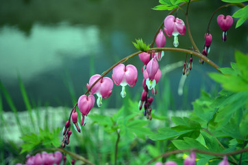 Flower Broken heart heart of Jeanette . Blooming Bush in the garden. The Bleeding Heart Dicentra .