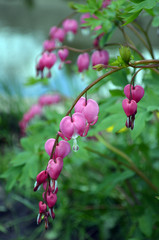 Flower Broken heart heart of Jeanette . Blooming Bush in the garden. The Bleeding Heart Dicentra .
