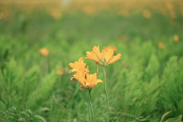 Obraz premium エゾカンゾウ