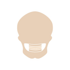 Human skull anatomy.