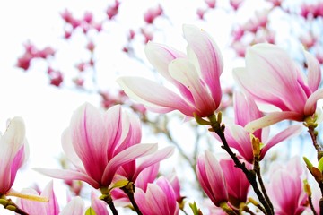 Naklejka na ściany i meble Close-up View Of Magnolia Flowers