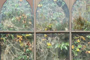 Blätter und Wurzeln drücken gegen die Innenseite einer Glasscheibe in einem alten Gewächshaus