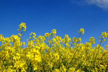Raps als &Ouml;lpflanze unter blauem Himmel