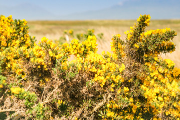 Ginster in voller Blüte in Torflandschaft in Schottland
