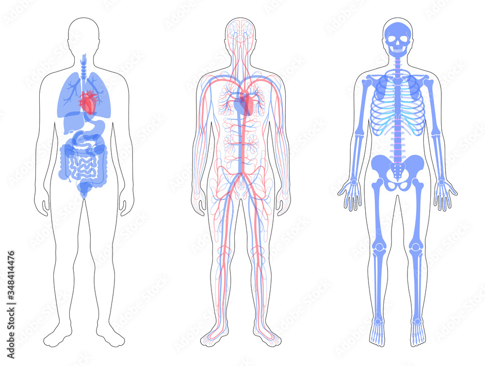 Poster internal structure of human body.