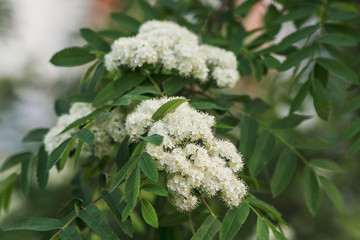 Rowan blossoms in spring in Siberia in Russia. Lush white fragrant flowers on a background of bright greenery.