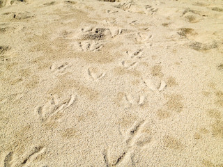 Fototapeta na wymiar Möwenspuren im Sand an einem Strand