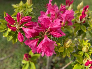 Red Rhododendron - azalea flowers with green leaves background in spring. Sims azalea tree