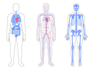 Internal structure of human body.