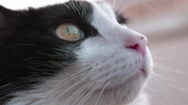 Close-up at Cat Face Staring at Window. Slow Motion 4K