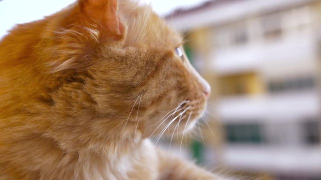 Domestic Yellow Cat Staring at Window View. Slow Motion 4k