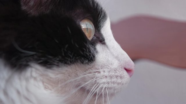 Profile Close-up of a Friendly Domestic Cat. Slow Motion 4k