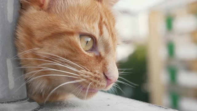 Close up of a Friendly Domestic Yellow Cat 
Meowing at Birds. Slow Motion 4k