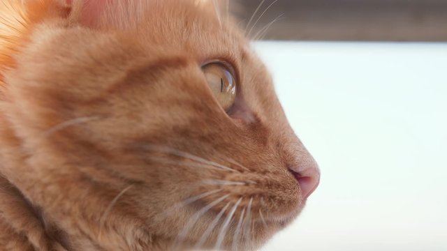 Profile Close up of a Friendly Domestic Yellow Cat. Slow Motion 4k