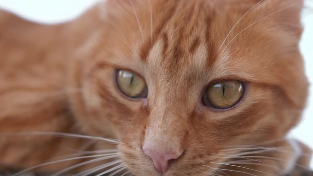 Close up of a Friendly Domestic Yellow Cat Laying Down at Balcony. Slow Motion 4k