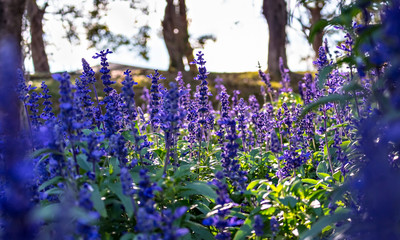 blue salvia flower in garden with light and shadows