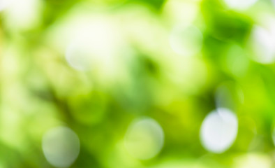 Fototapeta premium Green nature blurry background with bokeh light
