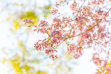 beautiful Millettia brandisiana Kurz flower with bright light background