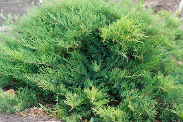 Juniperus horizontalis. Creeping juniper. Sabina creeping. ornamental shrub for gardening.