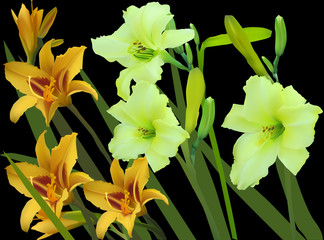 gold yellow lily lush bunch isolated on black