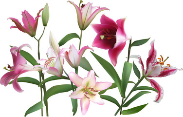 group of light and dark pink lily flowes on white