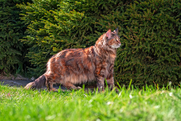 Maine Coon cat on green grass in sunny summer day. Side view.