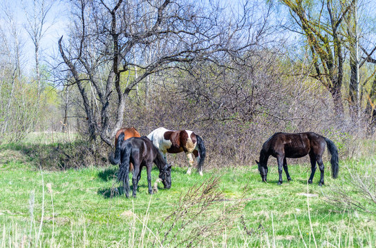 Photo of four horses in the summer