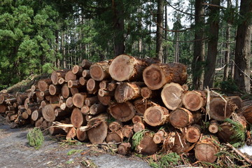 切り出された杉の丸太