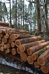 切り出された杉の丸太