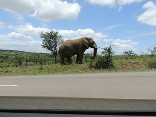 Naklejka na ściany i meble View Of Elephant Through Car Window
