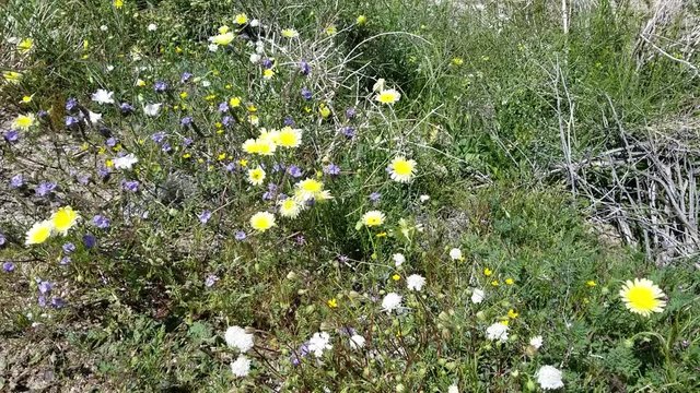 Native wildflower display makes a captivating combination of colors on the outskirts of Twentynine Palms, Southern Mojave Desert, Springtime.