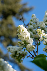 A closeup of some white LILAC blooming in the garden.     Vancouver BC Canada 
