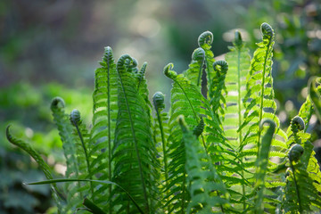 Fern forest leaves and fiddleheads in green shades naturalistic garden natural enviroment concept poster background. Banner with Copy Space
