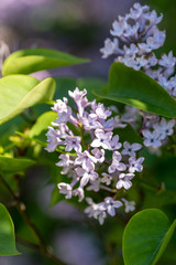 A closeup of some purple LILAC blooming in the garden.     Vancouver BC Canada 
