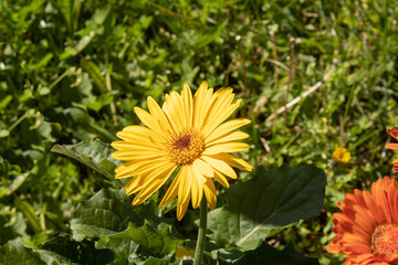 yellow daisy flower