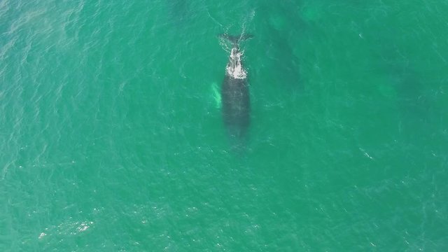 Humpback Whale Watching off Isla Conadora, Las Perlas Panama