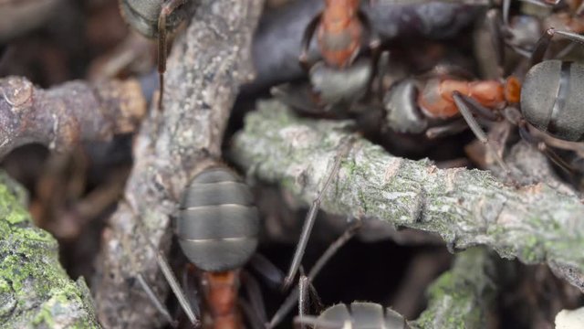 Macro close up footage of ants going in & out of a tunnel in an anthill