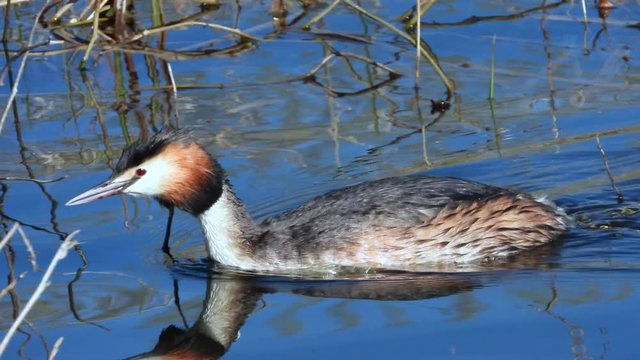 Haubentaucher&nbsp;(Podiceps cristatus)