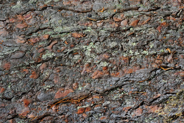 Old brown pine bark texture