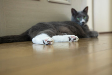 グレーの猫