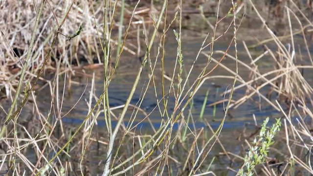 Haubentaucher&nbsp;(Podiceps cristatus) taucht ab