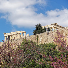 sprintime in Athens Greece, parthenon temple on acropolis hilll and lilac trees with violet flowers