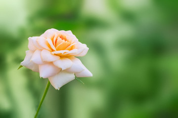 Naklejka na ściany i meble Beautiful pink rose in a garden