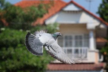 homing pigeon flying in park