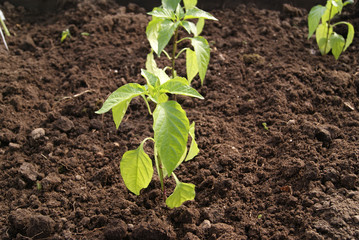 young pepper plants in the greenhouse on the bed