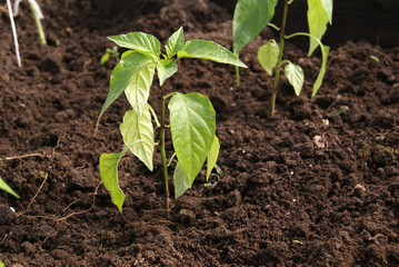 young pepper plants in the greenhouse on the bed