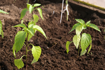 young pepper plants in the greenhouse on the bed