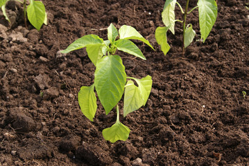 young pepper plants in the greenhouse on the bed