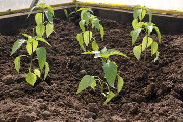 young pepper plants in the greenhouse on the bed