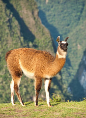 Llama caminando en la llanura